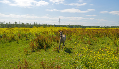 Fototapeta na wymiar Foal running in a field with wild flowers in summer