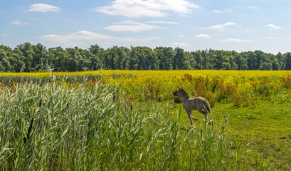 Foal running in a field with wild flowers in summer