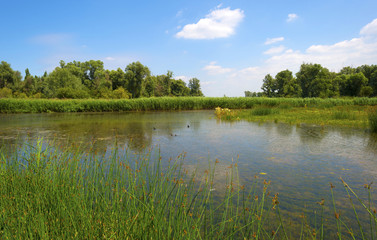 Wild flowers along the shore of a lake in summer