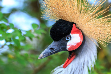 ホオジロカンムリヅル