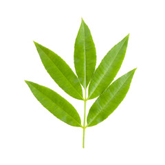 leaf. Isolated over white with clipping path
