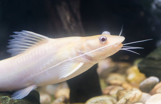 Bristlenose Pleco, Catfish Albino