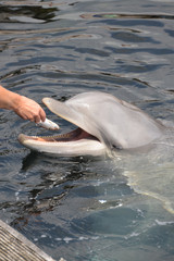 Dolphin being fed in dolfinarium