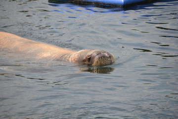 Fototapeta premium Walrus in Dolfinarium, Netherlands