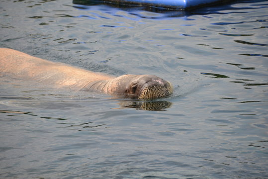 Walrus in Dolfinarium, Netherlands