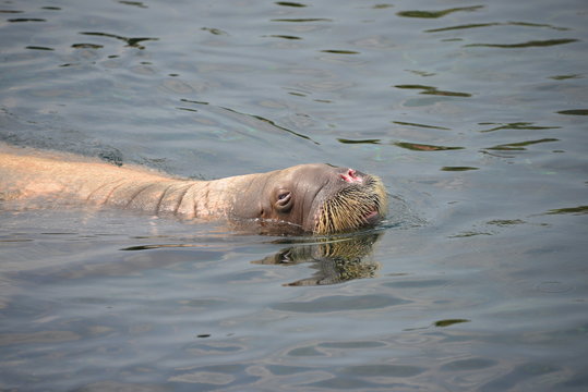 Big Walrus in Dolfinarium, Netherlands