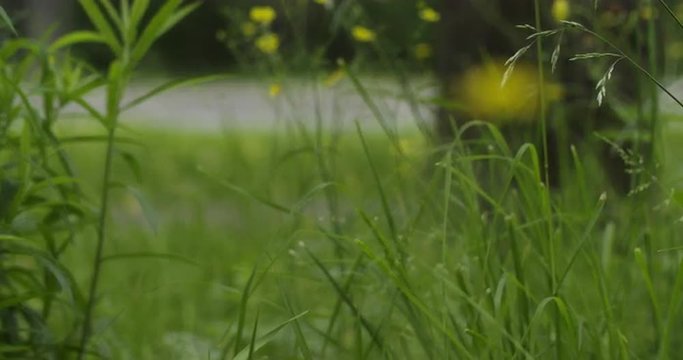 focus pull of meadow with buttercup slowmo 60fps