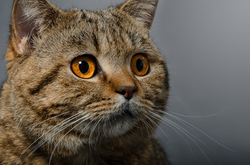 Portrait of a cat Scottish Straight