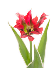 Fototapeta premium unusual beautiful tulips