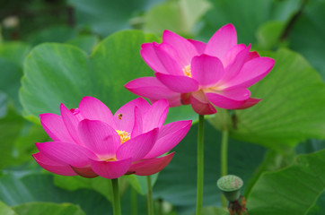 Obraz premium 古代蓮