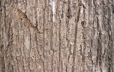 Background photo from outdoor tree.