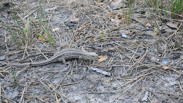 Sand lizard on ground in forest sometimes making jerky movements