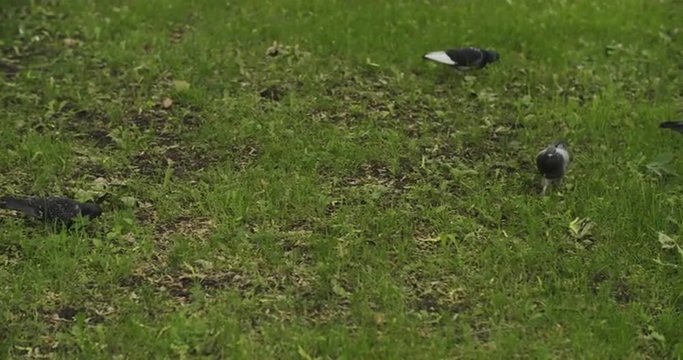 pigeons feeding on grass field in town slowmo 60fps