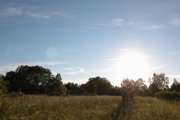 landscape field forest grass