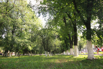 Obraz premium landscape park in the city summer