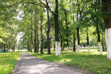 landscape park in the city summer