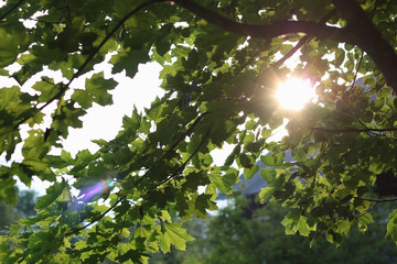 foliage of trees against the sky