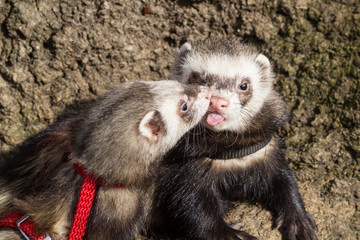Kissing couple of ferrets at blurred background.