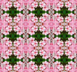 Pink bicolor geraniums seamless pattern background