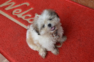 Funny cute dog on the door mat with the inscription "Welcome"