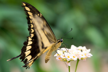 Schmetterling