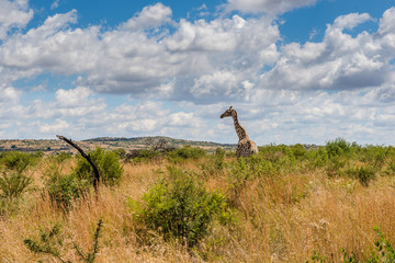 Giraffe, Pilanesberg national park. South Africa.