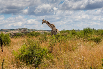 Giraffe, Pilanesberg national park. South Africa.