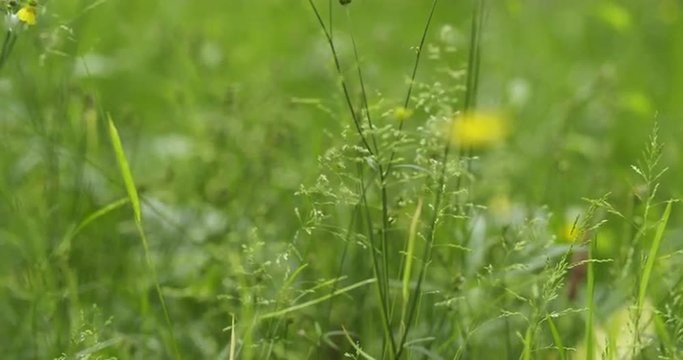 focus pull of meadow with buttercup