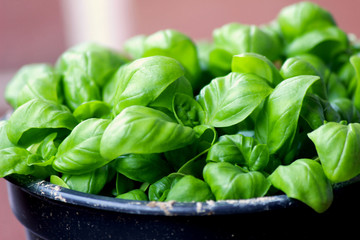 Frisches Basilikum