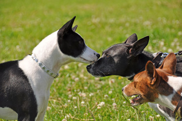 basenji dogs sniffing each other in the nose 