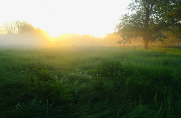 Fototapeta na wymiar Misty meadow spring at sunrise