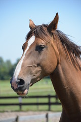 Obraz na płótnie Canvas Close up of horse