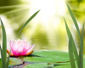 Photo sur Plexiglas fleur de lotus lotus sur l& 39 eau