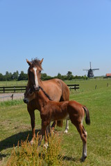 Obraz na płótnie Canvas Horse and pony, holland