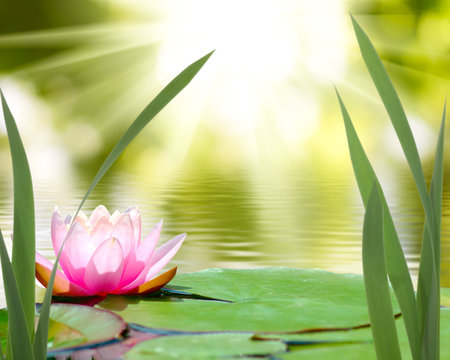 Fototapeta  lotus on the water