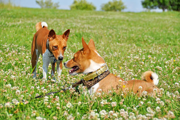 Two Basenji dog in a grass