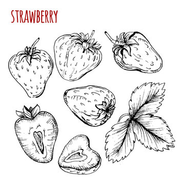 Set Strawberry Drawing. Strawberry On A White Background. Vector