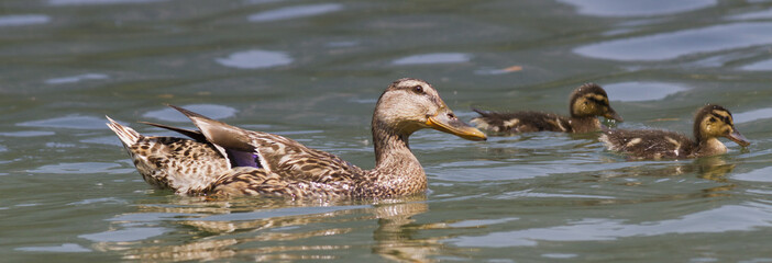 duck with ducklings on lake