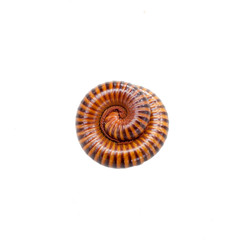 Millipede in isolated on white background