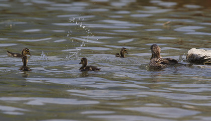 ducklings on lake