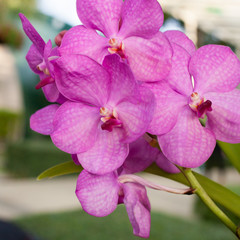 Fototapeta na wymiar beautiful purple orchid phalaenopsis on natural background