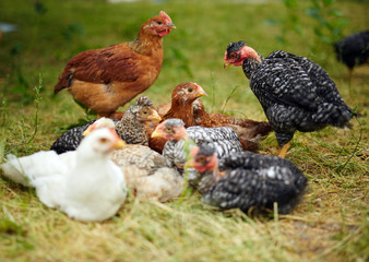 Free range chicks