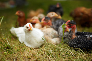Free range chicks