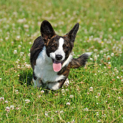Welsh Cardigan Corgi dog running