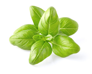 Basil leaves