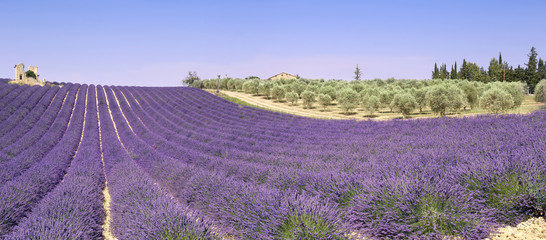 Naklejka premium Provence: lavender fields and olive trees