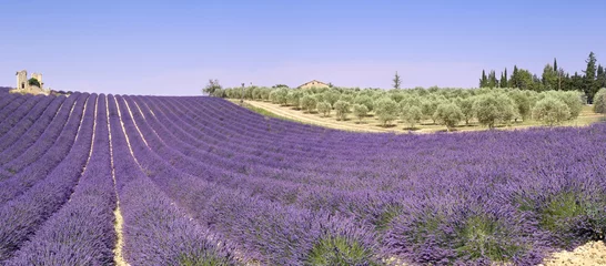 Crédence de cuisine en verre imprimé Lavande Provence : champs de lavande et oliviers