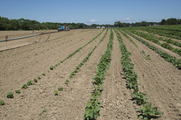 Planting seedlings from a tractor trailer on a farm in the North Fork area of Long island USA