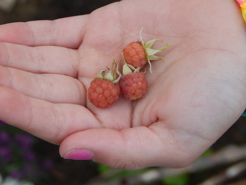 Малиновый сбор