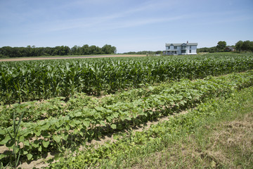Fototapeta na wymiar Crops growing on a farm North Fork area of Long Island USA